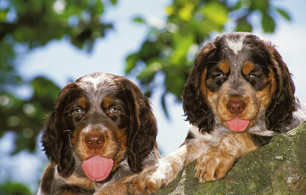 Picardy Spaniel Puppies