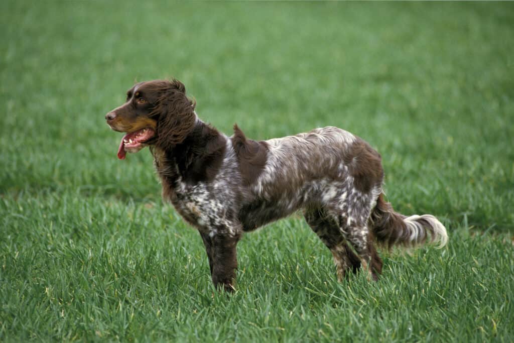Picardy Spaniel Dog