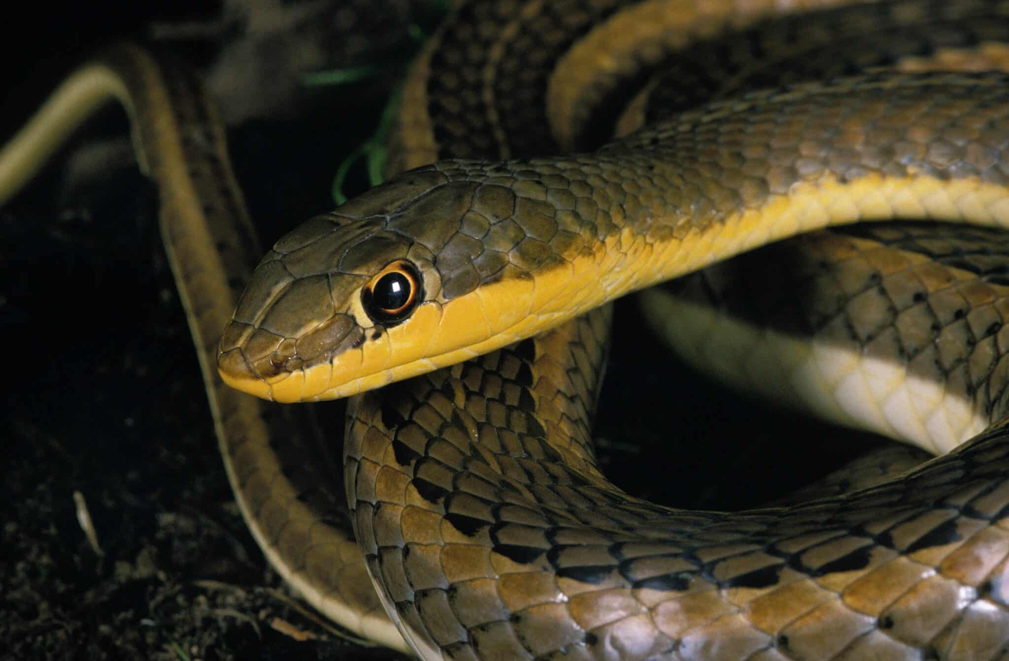 15 Snakes with the Most Stunning Eyes in the World - A-Z Animals