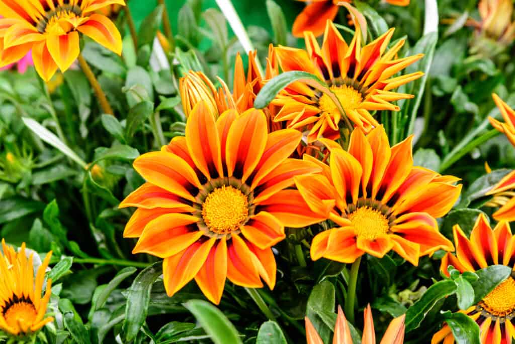 Gazania rigens