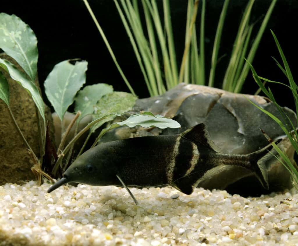 Elephant Nose Fish, gnathonemus petersii