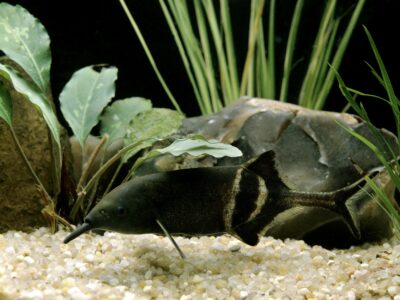 Elephant Fish Picture