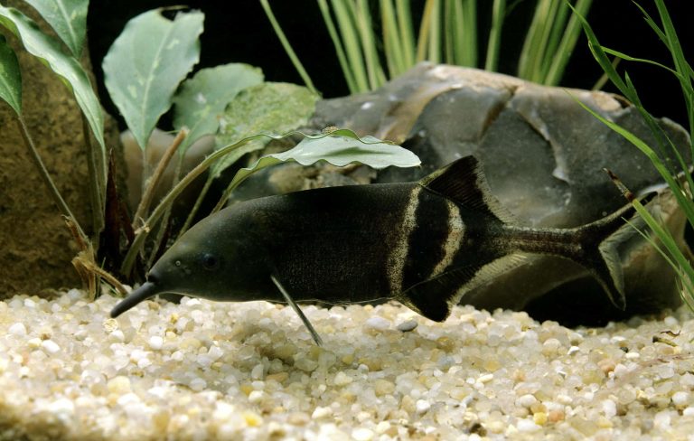 Elephant Nose Fish, gnathonemus petersii