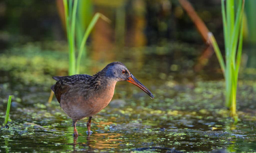 Virginia Rail bird