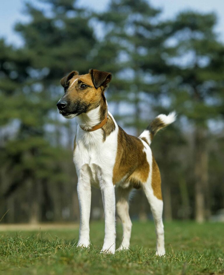 Smooth Fox Terrier Wearing Collar