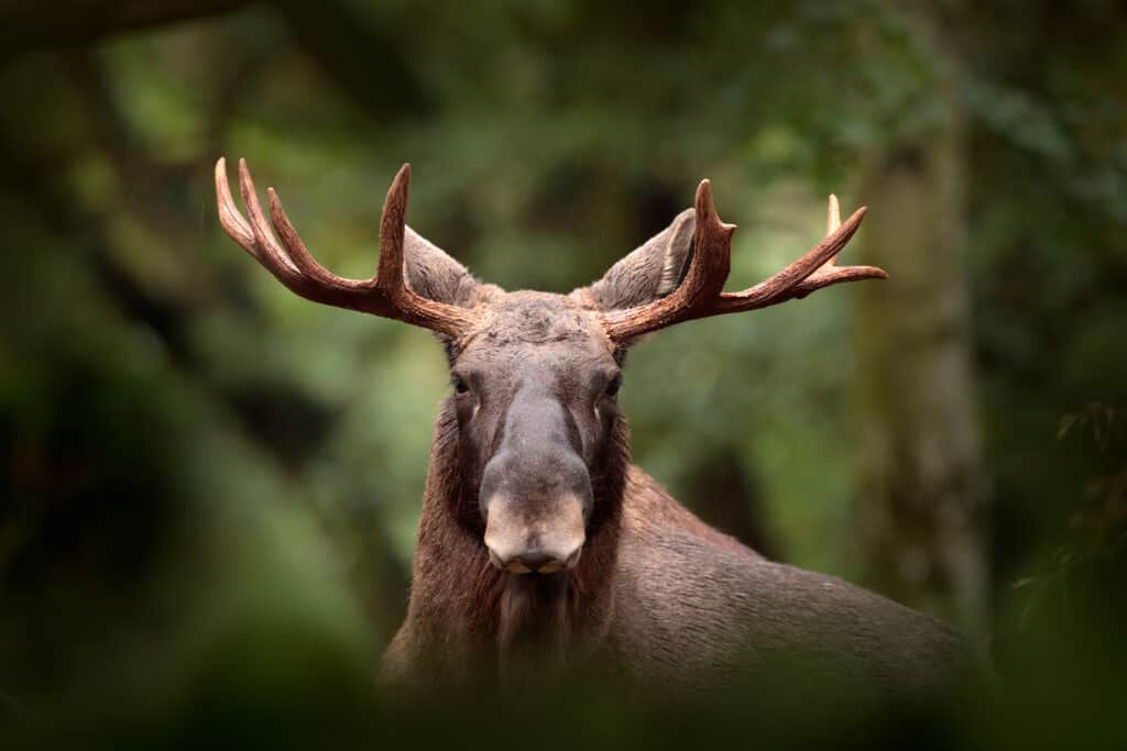 Moose Spirit Animal Symbolism & Meaning - AZ Animals