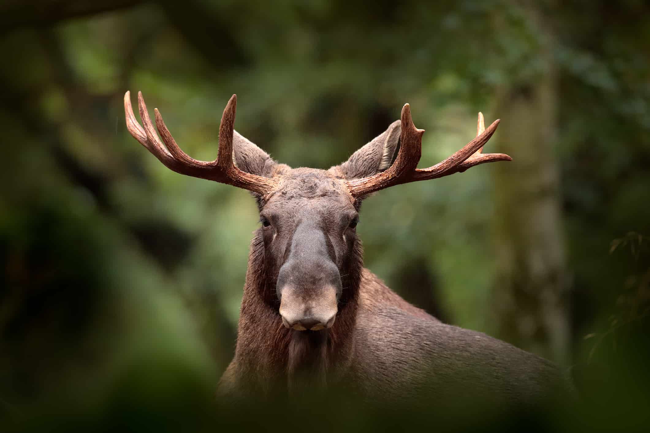 elk