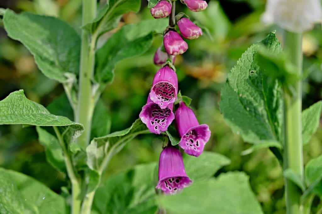 Magical Plants: Foxglove