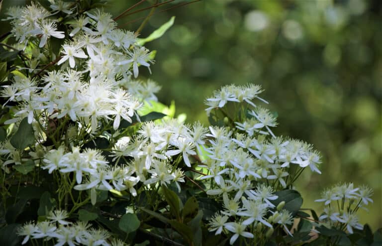 Clematis