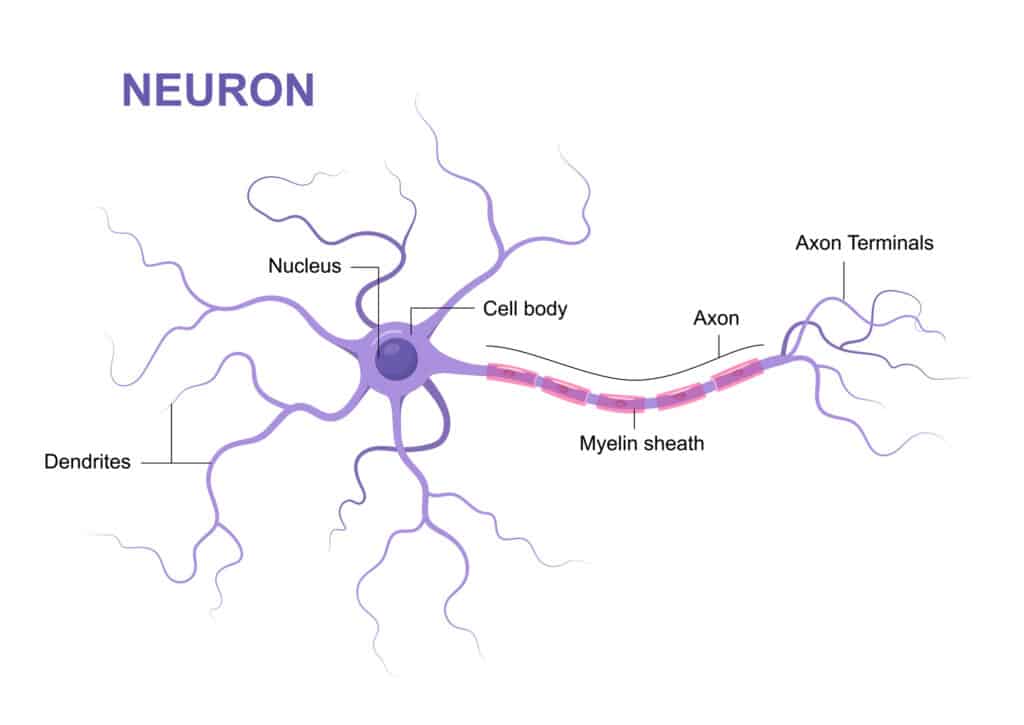 drawing of a neuron or nerve cell