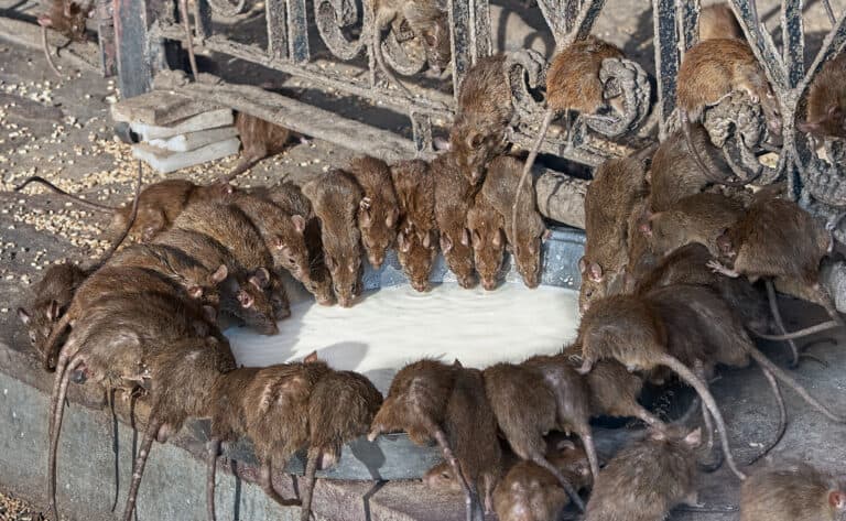 Discover the 3 Largest Rats In England (And Where You Might Encounter ...