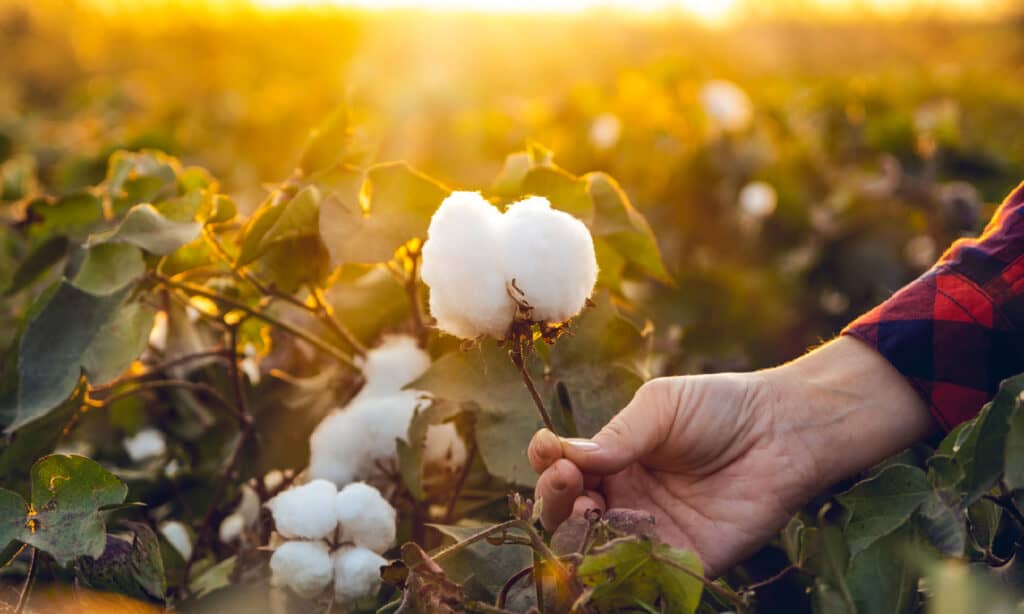 Cotton Plant, Cotton, Cotton Ball, Agricultural Field, Organic