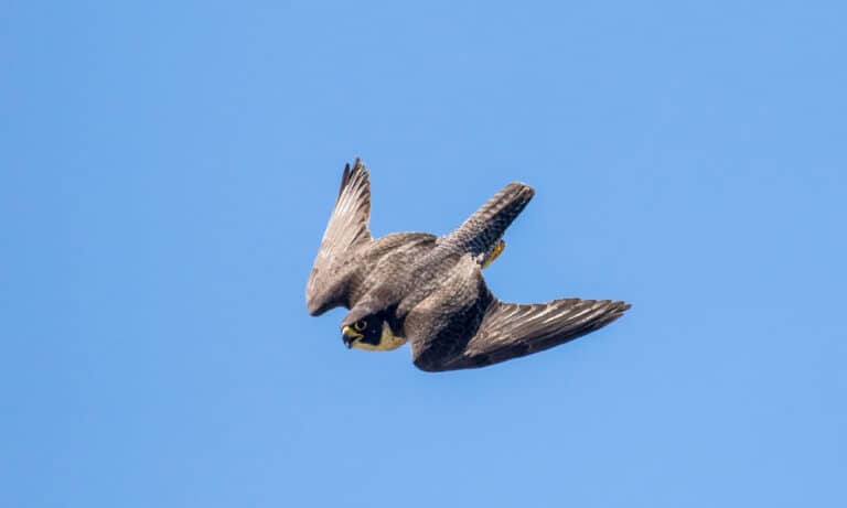 Peregrine Falcon