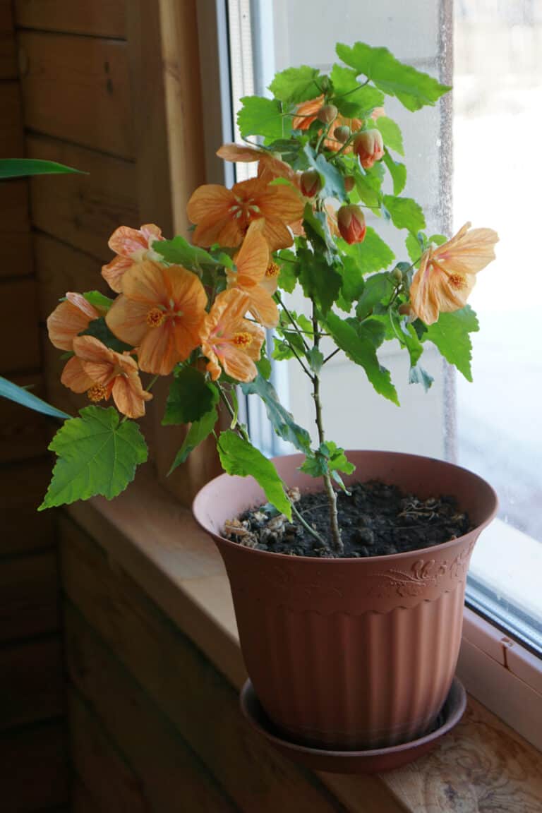 house plant of abutilon hybridum with orange flower in pot .