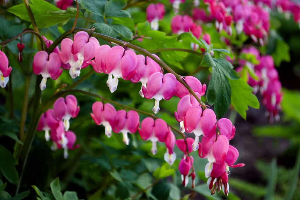 Best Perennial Flowers For Zone 8: Bleeding heart flowers