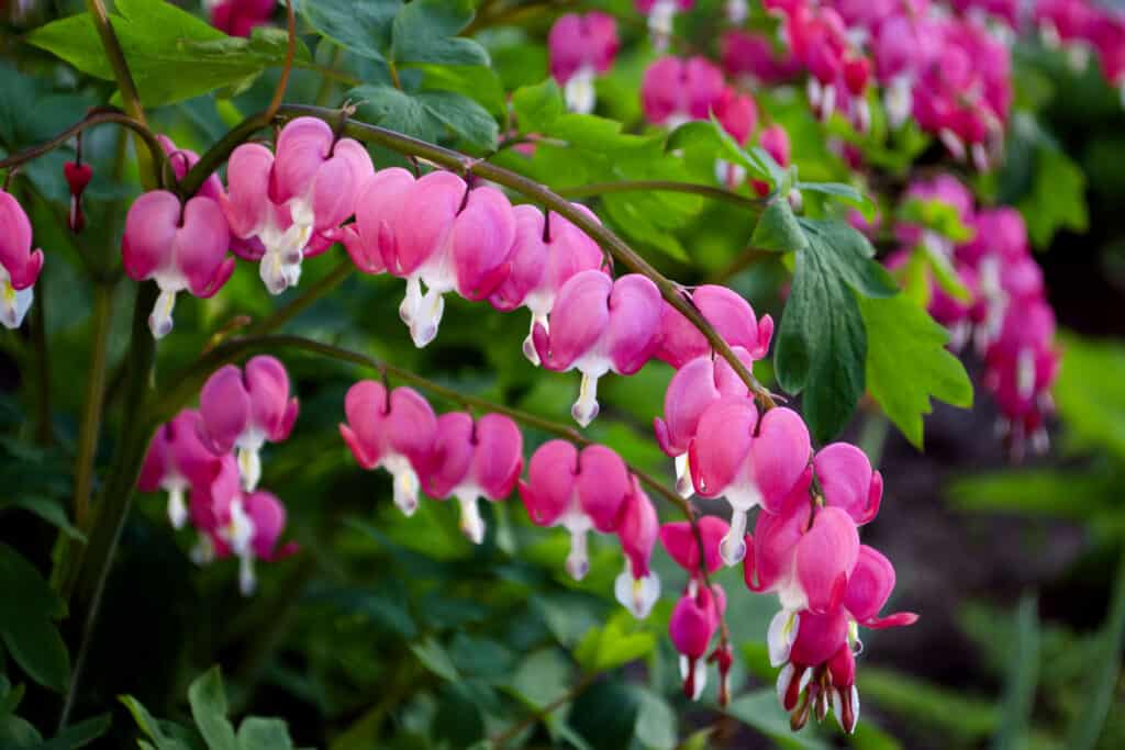 Dutchman's breeches vs. bleeding heart: the main difference is their color and the shape of the flowers