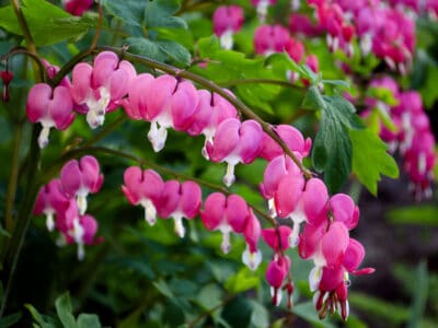 A Dutchman’s Breeches vs. Bleeding Heart: What Are The Differences?