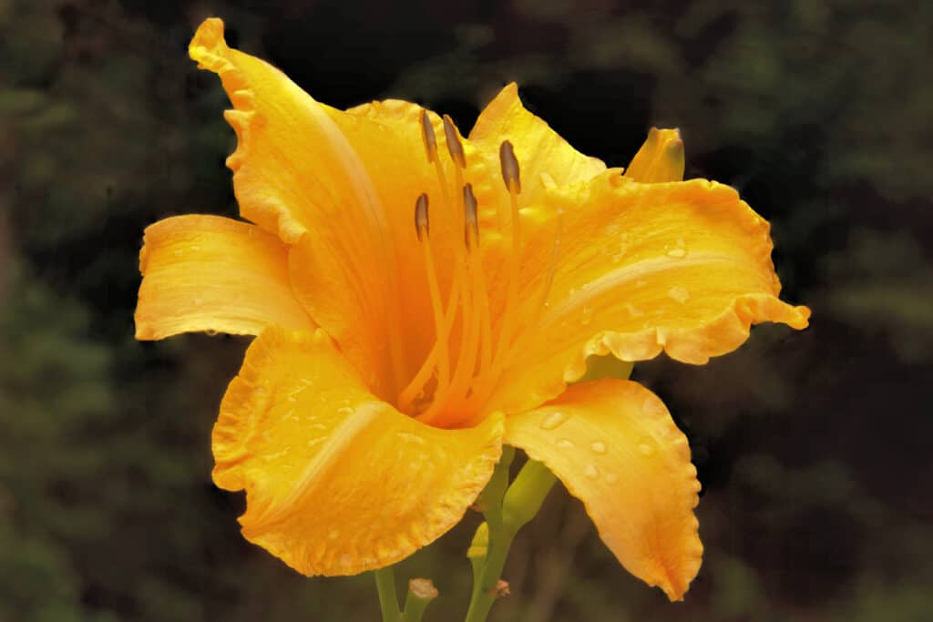 Daylily, a flower for Rhode Island gardeners, has many varieties, including Hemerocallis 'Ruffled Apricot'