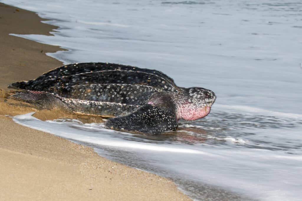 Leatherback sea turtles are the largest of the sea turtles