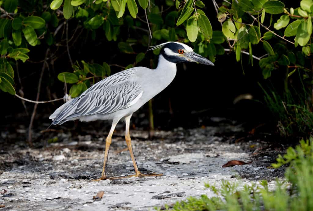 Yellow-crowned Night-heron walking through water