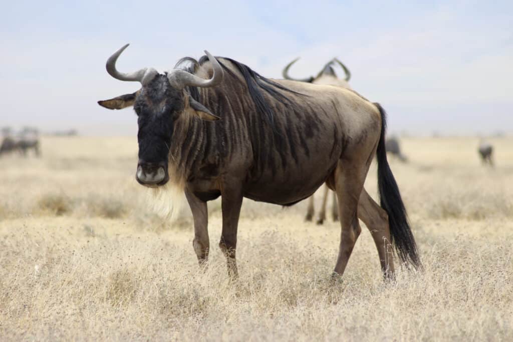 wildebeest