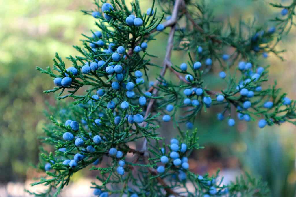 Eastern red cedar cones that resemble blueberries