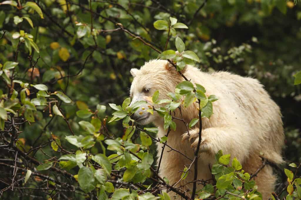 white black bear