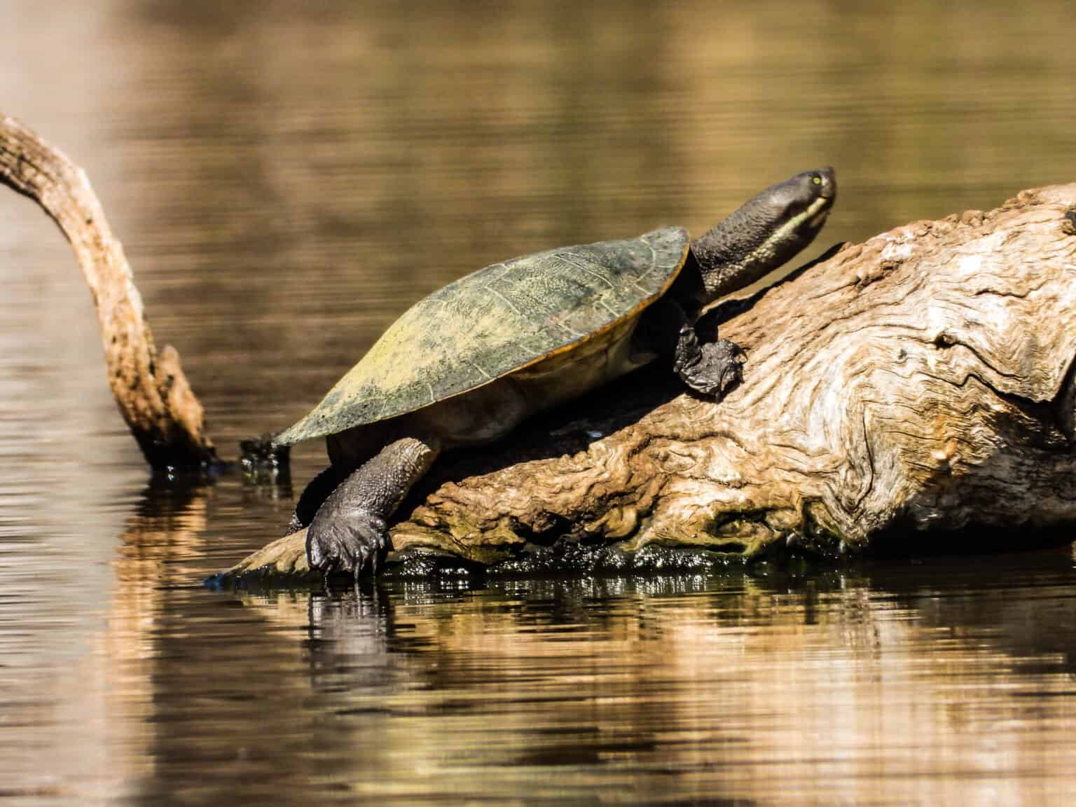 Watch Two Turtles Eat Ticks Off A White Rhino - A-z Animals