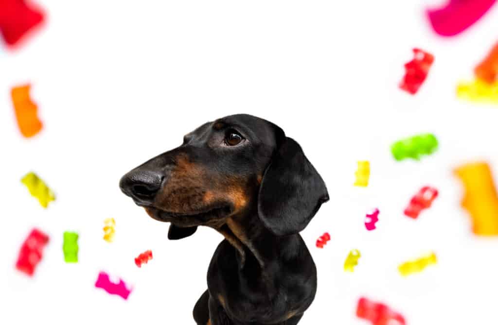 are gummy worms bad for dogs