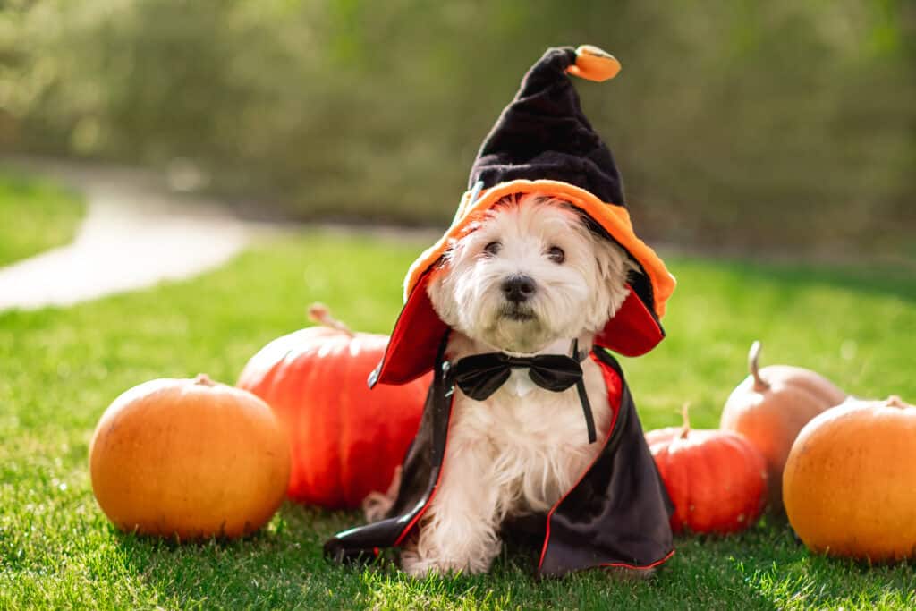 Dog in a wizard costume with pumpkins