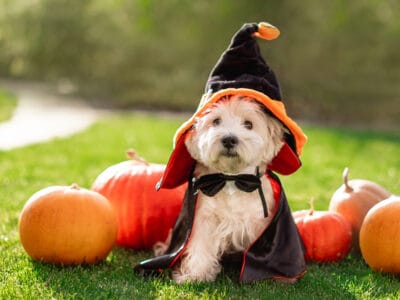 A The 7 Best Pet Product Deals on Chewy This October
