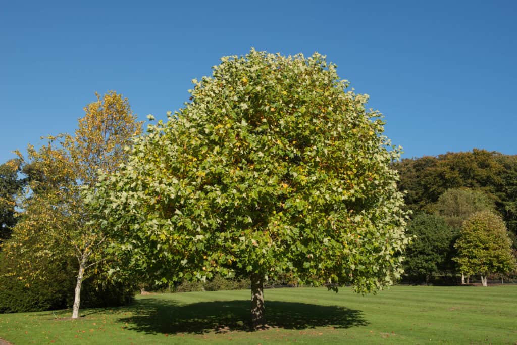 Tulip Poplar Tree