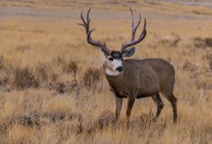 Discover The Largest Mule Deer Ever Caught in Texas Picture