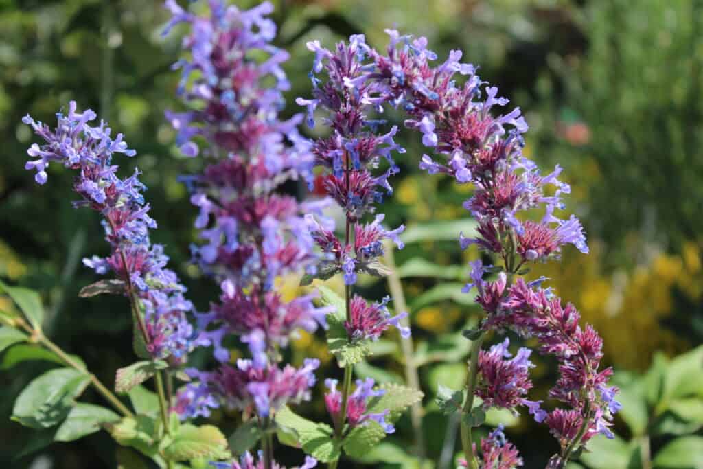 flowers to plant in may