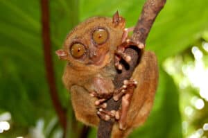 10 Incredible Tarsier Facts Picture
