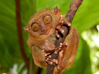 A 10 Incredible Tarsier Facts