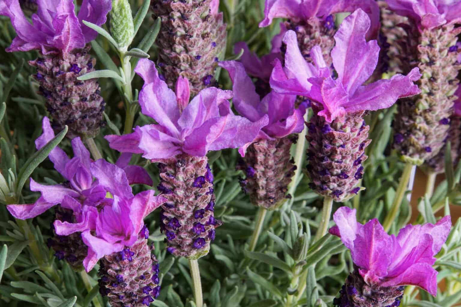Spanish Lavender vs English Lavender What Are The Differences? AZ