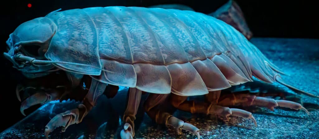 Giant isopod