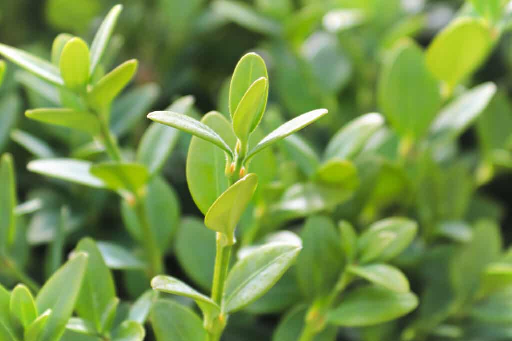 Boxwood