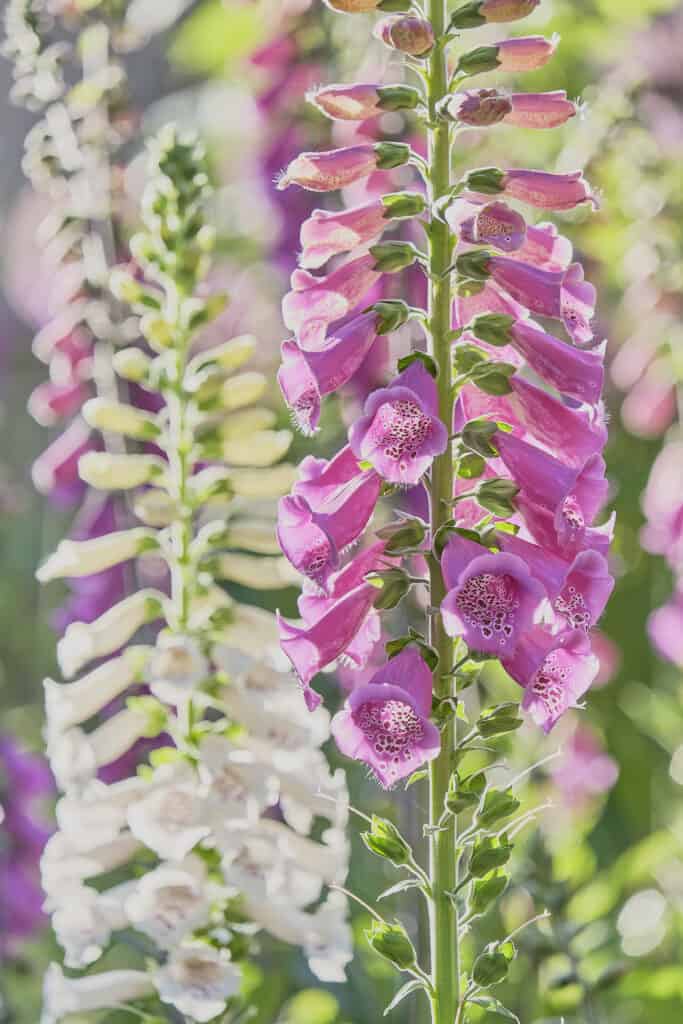 Pink and white foxglove plants in an English cottage garden
