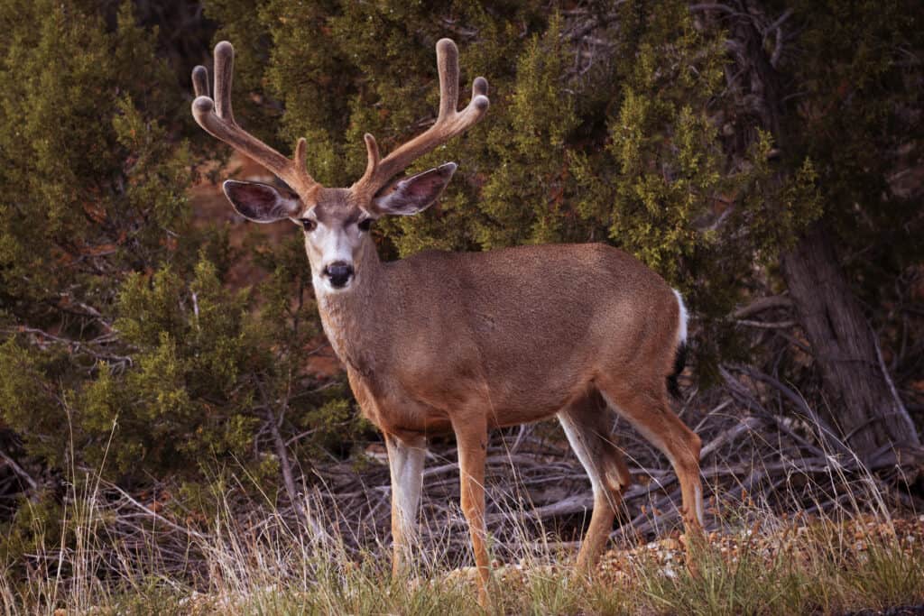 Mule deer are commonly seen in, and around, Cedar Breaks National Park off Route 143 in Utah.