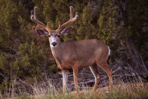 6 Reasons Oregon Offers the Best Deer Hunting in the Country Picture