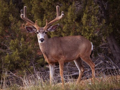 A Deer Season In Wyoming: Everything You Need To Know To Be Prepared