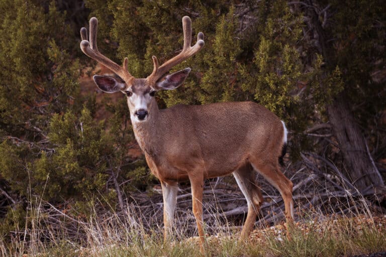 Mule Deer