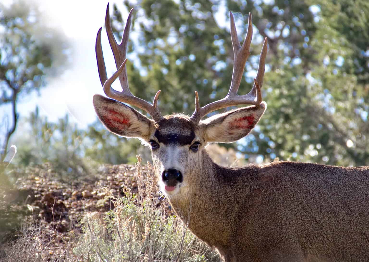 White-Tailed Deer vs Black-Tailed Deer: What Are the Differences? - A-Z ...