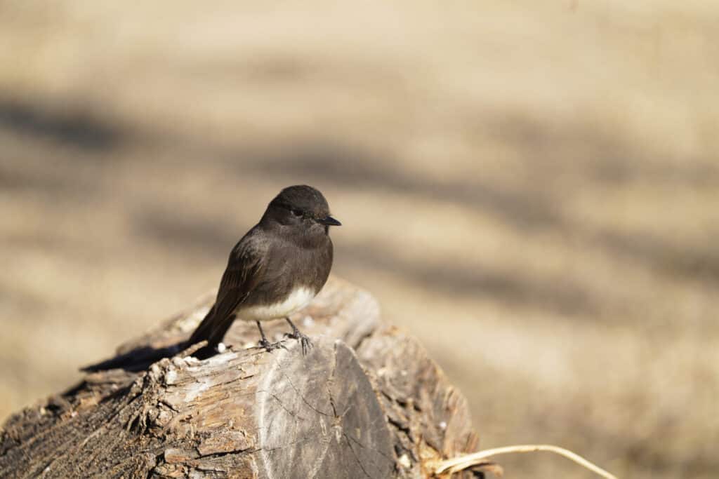 Black Phoebe posing on a tree stump