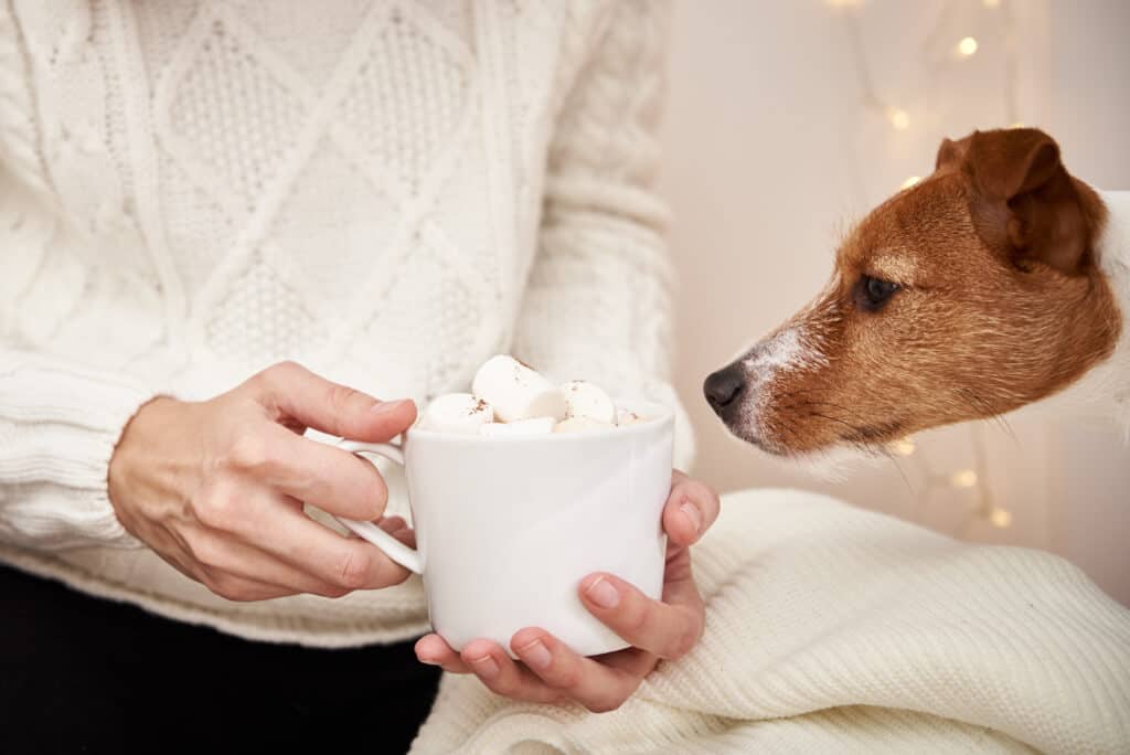 Dog drinks from coffee cup with marshmallow in woman hands