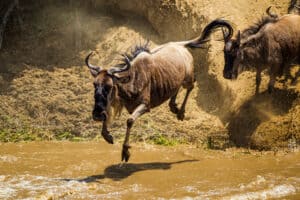Watch a Daring Wildebeest Break Its Leg After a Leap from a 20-Foot High Ledge Picture