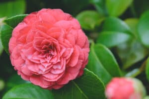 Camellia Flowers: Meaning, Symbolism, and Proper Occasions Picture