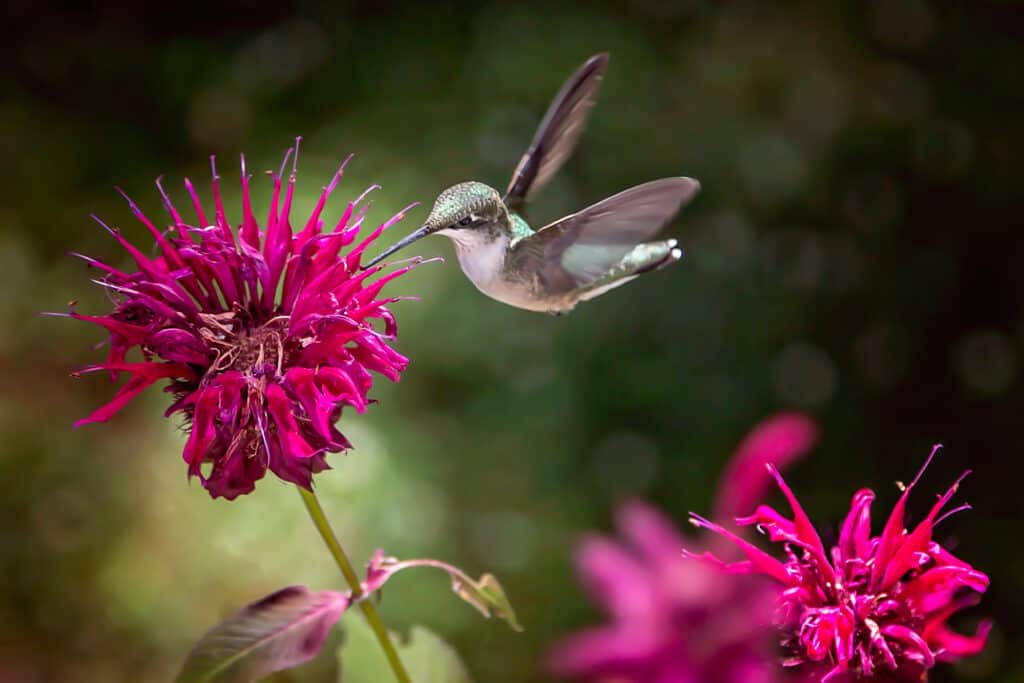 bee balm seeds